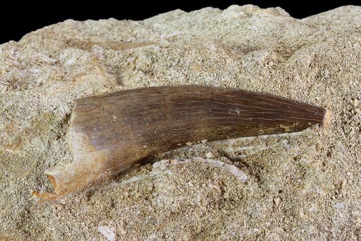 Fossil Plesiosaur (Zarafasaura) Tooth In Rock - Morocco #73616